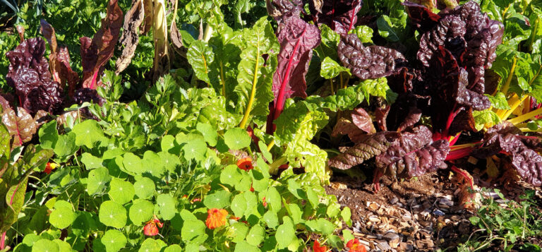 Everyone Gardens!